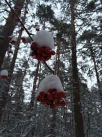 Close-up of christmas tree in winter