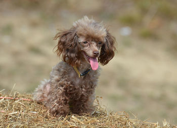 Cute brown toy poodle on a large bail of hay.