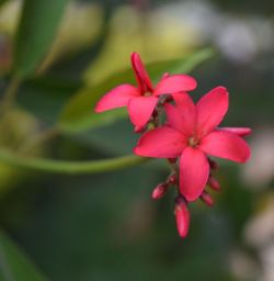 Close-up of pink flowers