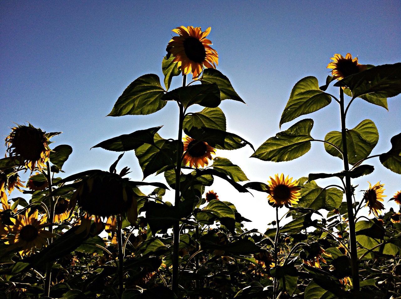 growth, flower, leaf, freshness, clear sky, low angle view, fragility, beauty in nature, nature, petal, plant, yellow, sunflower, flower head, sky, sunlight, blooming, stem, blue, close-up