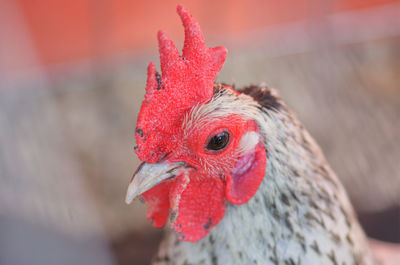 Close-up of rooster