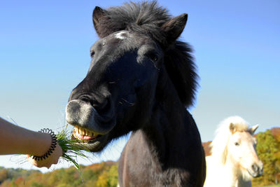Close-up of hand holding dog against clear sky