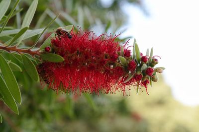 Close-up of insect on red flower