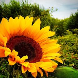 Close-up of sunflower