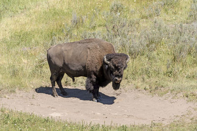 Bison on a remote prairie on the hayden valley of yellowstone national park in wyoming