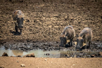 Common warthog joins two others at waterhole