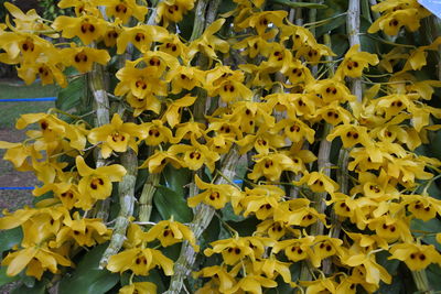 Full frame shot of yellow flowering plants