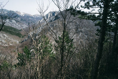 Plants growing on land