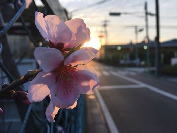 Close-up of pink flowers in city at sunset