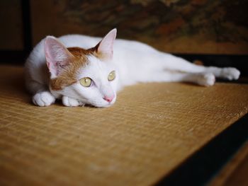 Close-up portrait of cat