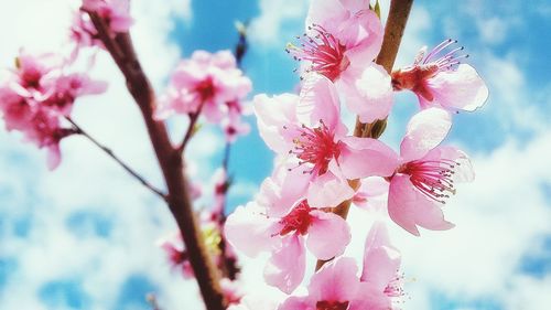 Low angle view of pink flowers against sky