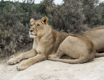 Lioness sitting on dirt against plants at reserve africaine de sigean