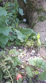 High angle view of plants
