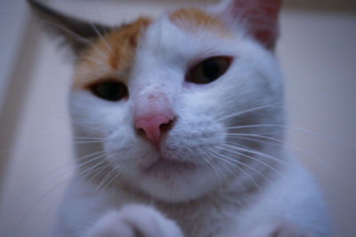 Close-up of cat looking away