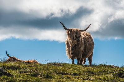 Pair of highlander cows on a meadow under a blue sky with clouds , scotland