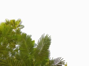 Low angle view of palm tree against sky