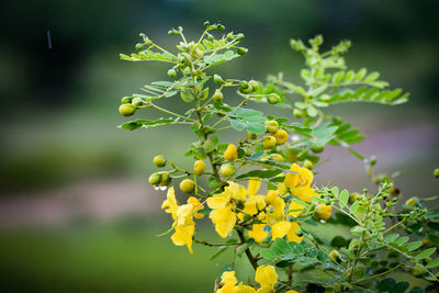 Close-up of yellow flowering plant