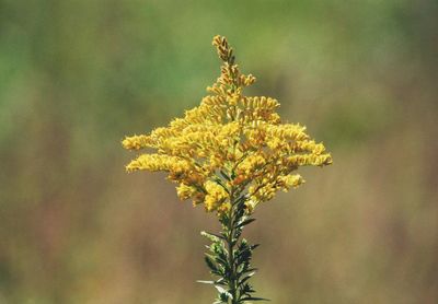 Close-up of yellow flowering plant