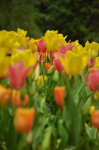 Close-up of yellow flowering plant in field