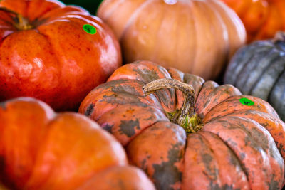 Closeup picture of pumpkins at three north carolina state farmers market