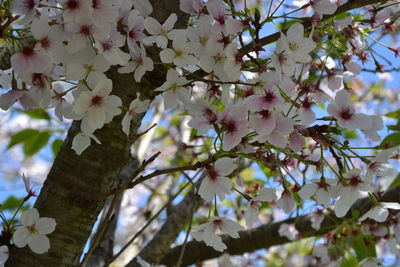 Low angle view of cherry blossoms in spring