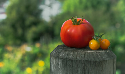 Close-up of tomatoes on wooden post