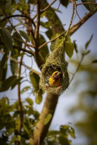 Close-up of bee on tree