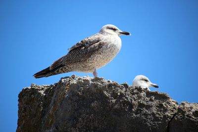 Low angle view of bird against blue sky