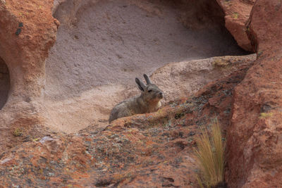 Portrait of rock formation on land