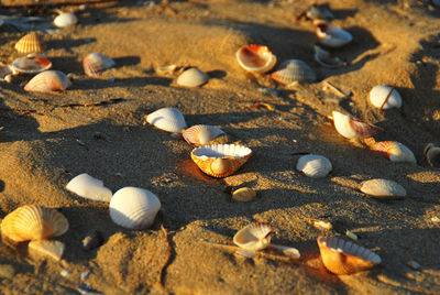 Shell on the beach 