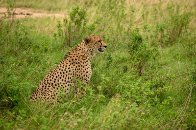 Male cheetah sits among bushes in savannah
