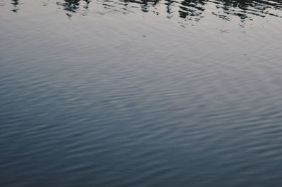Reflection of trees in water