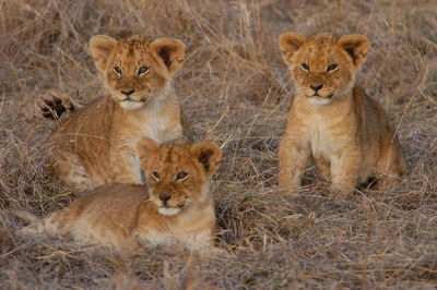 Cats in a field