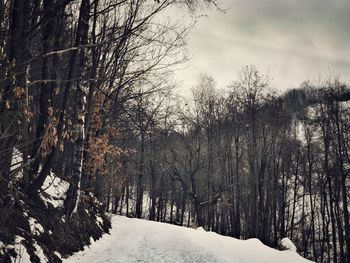 Bare trees on snow covered landscape