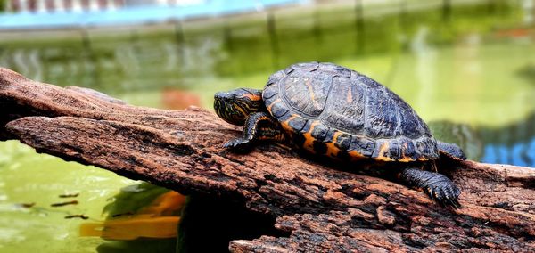 Close-up of turtle in lake