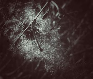 close-up