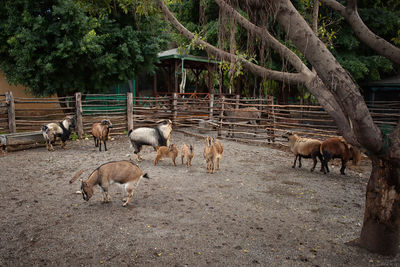 Sheep grazing in a field