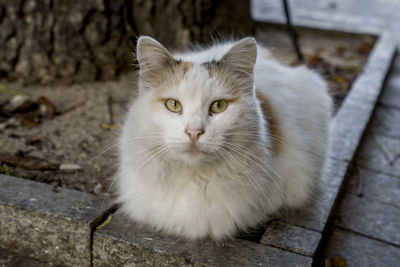 A cat sitting on the street of bulgaria