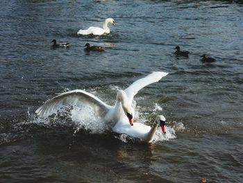 Swans swimming in lake