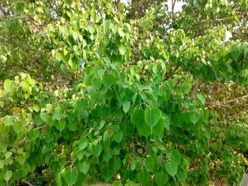 Plants growing on tree