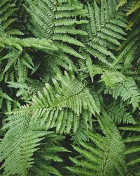 High angle view of fern leaves on tree