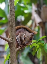 Close-up of squirrel on tree trunk