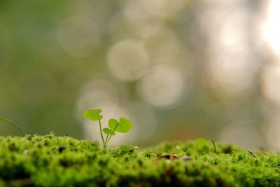 Close-up of small plant