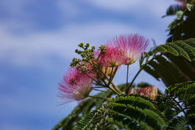 Close-up of pink flowering plant against sky