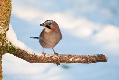 Jay in a wonderful winter forest