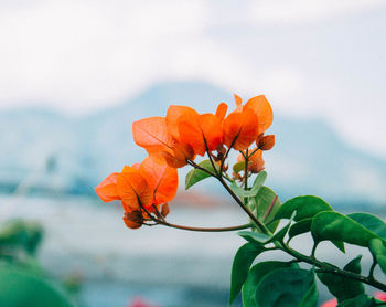 Close-up of orange flowering plant