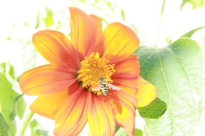Close-up of flower blooming outdoors