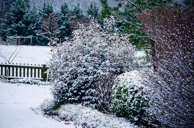 Snow covered plants on field