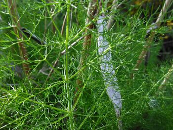 Close-up of fresh green plants in forest