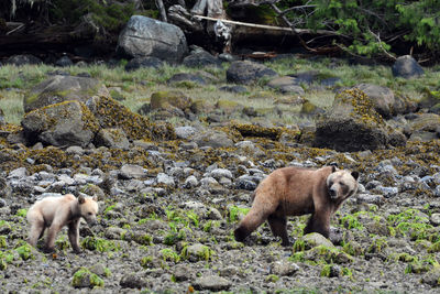 Two dogs on rock by water